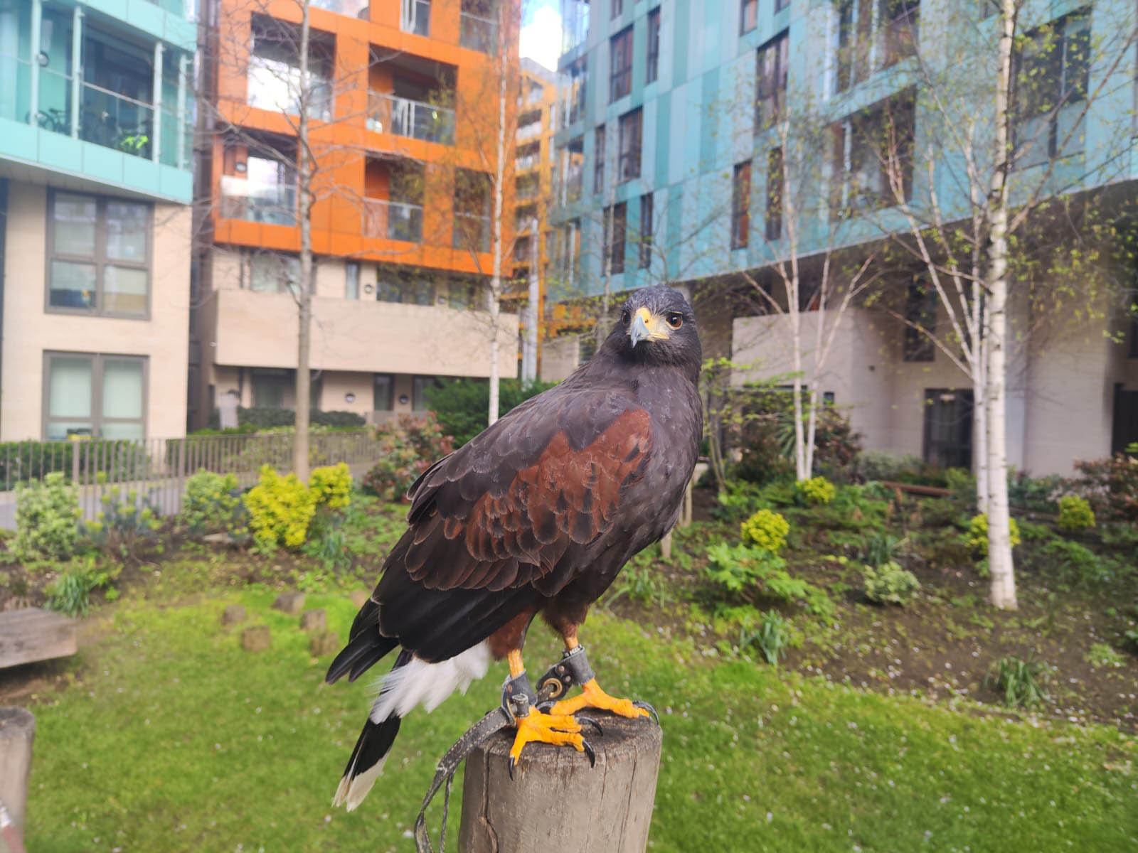 Falconry Services in South East England