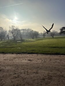 Harris Hawk in flight over misty golf course during falconry pest control session