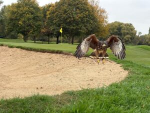 Harris Hawk landing in golf course bunker with wings spread during falconry pest control