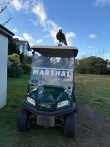 Harris Hawk standing on golf club marshal buggy during falconry bird control