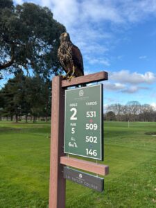 Harris Hawk perched on Royal Mid-Surrey Golf Club hole sign during pest control