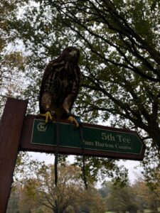 Harris Hawk perched on 5th tee sign at Pam Barton golf course