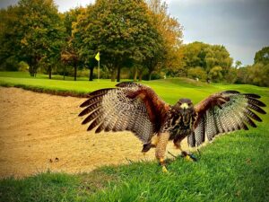 Harris Hawk with wings fully spread on golf course bunker edge