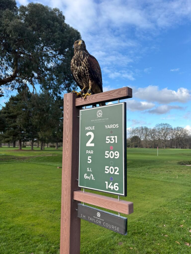 Ethel, a young Harris Hawk in training for golf course bird control at a golf hole sign