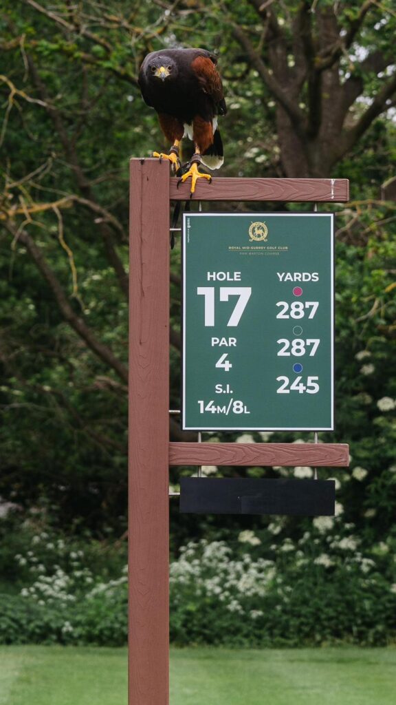 Isla the female Harris Hawk perched on a golf course hole sign, used for golf course bird control
