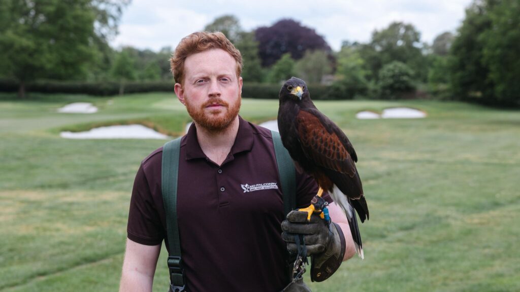 Michael Dall with a Harris Hawk, offering natural golf course bird control across Surrey & London