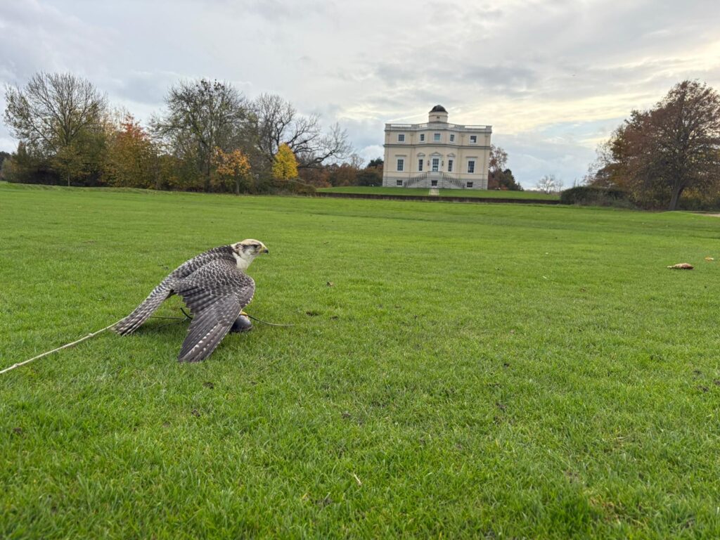 Ned, a Gyr x Lanner falcon used for golf course bird control, perched on grass